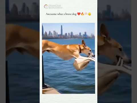 Dog#breaveDog#shotsvideo #trendig