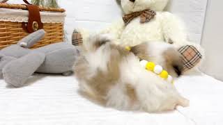 ハーフ犬の動画01