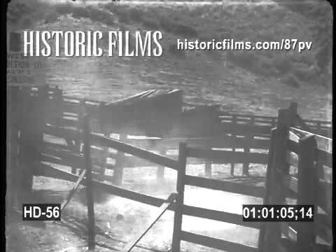 HISTORIC FILMS HD COLLECTION - HORSES IN CORRAL STAMPEDE
