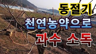 [텃밭농부. 1,336]  천연농약으로 겨울철 과수 소독하기.