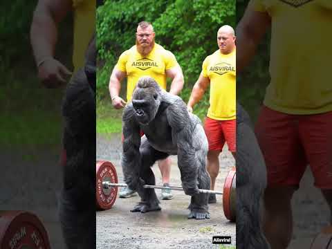Gorilla Proves He's the Strongest! 💪