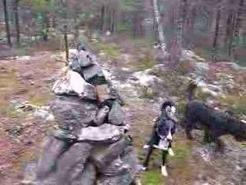 Skogsdungens stenröse