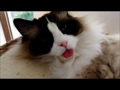 Ragdoll- The cat who thinks it's a dog