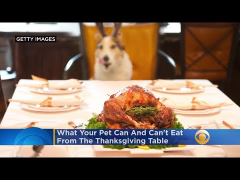 What Your Pet Can And Can't Eat From The Thanksgiving Table