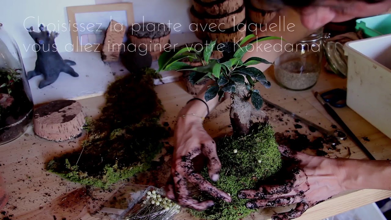 Créez votre Kokedama - Vidéo