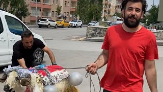 Arkadaşımın Gelin Koçunu Götürüyorum.Erzurum’un Güzel Bir Adeti Allah Kabul Etsin 🙏😊❤️