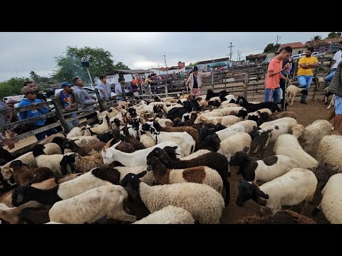 Feira dos ovinos e caprinos da Vila Folha Miúda Craíbas Al, dia 14/06/2026.