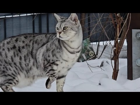 Wird mein Vater sauer sein weil Cosmo im sein Bett gehaart hat? 😢 
