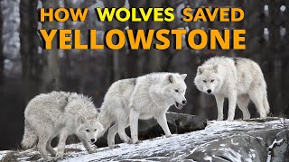 How Wolves Saved Yellowstone