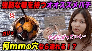 【スズメバチ対策実験第1弾】オオスズメバチは何mmの穴なら通れるのか！？