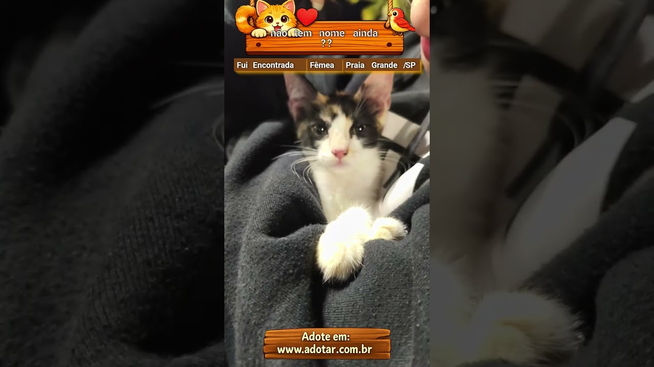 Gato raça SRD-ViraLata idade 2 a 6 meses nome não tem nome ainda ??