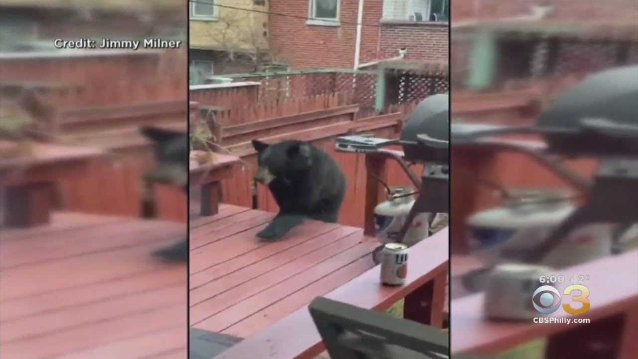 Search For Black Bear Continues After It Was Seen Roaming Around Wilmington Yards