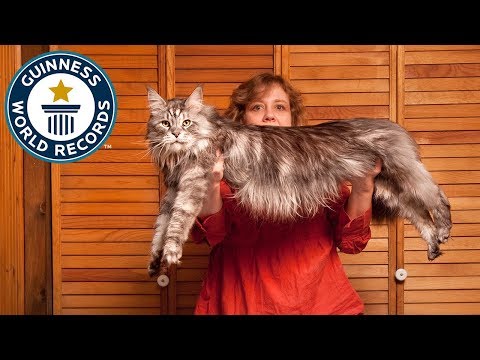 stewie longest cat
