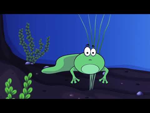Tadpole Blues