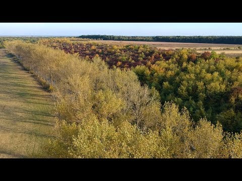 Iepuresti - Octombrie 2017