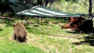3 little bears and momma play on hammock