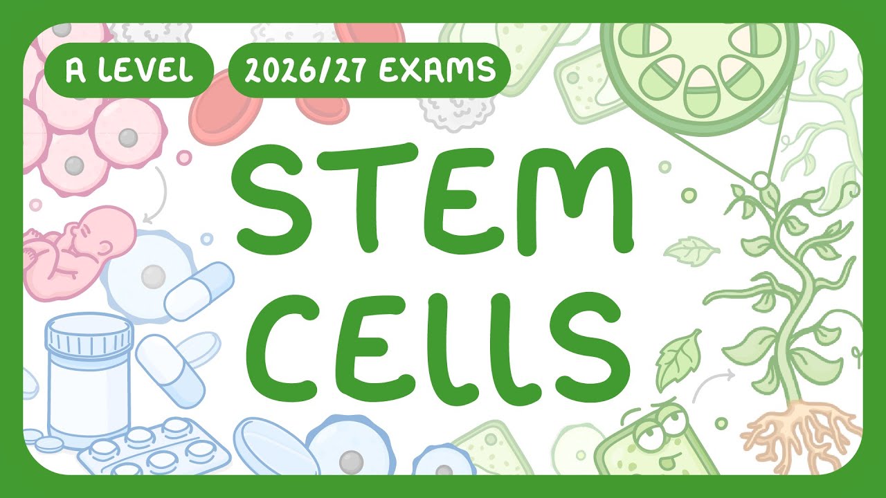 A-Level Biology - Stem Cells - Types & Potency | Uses in Research & Medicine (2026/27 exams)