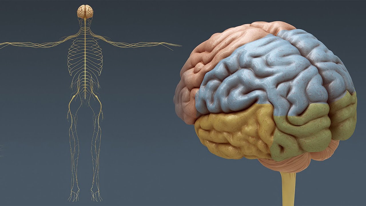 Human Male Nervous Anatomy 3D Model