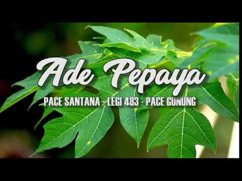 LIRIK Lagu Ade Pepaya