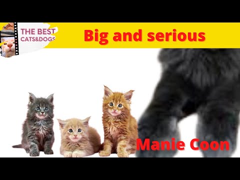 Big and serious cats.  Manie Coon
