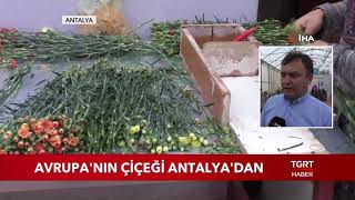 Avrupa'nın Çiçekleri Antalya'dan