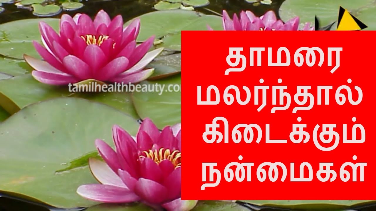 Lotus flower medicinal uses in Tamil