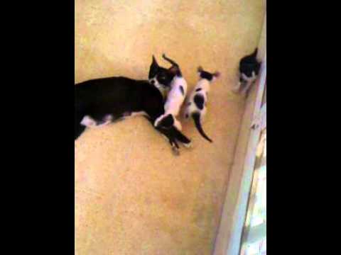 video_2012-04-25_mostafa cat kids at 1 month age