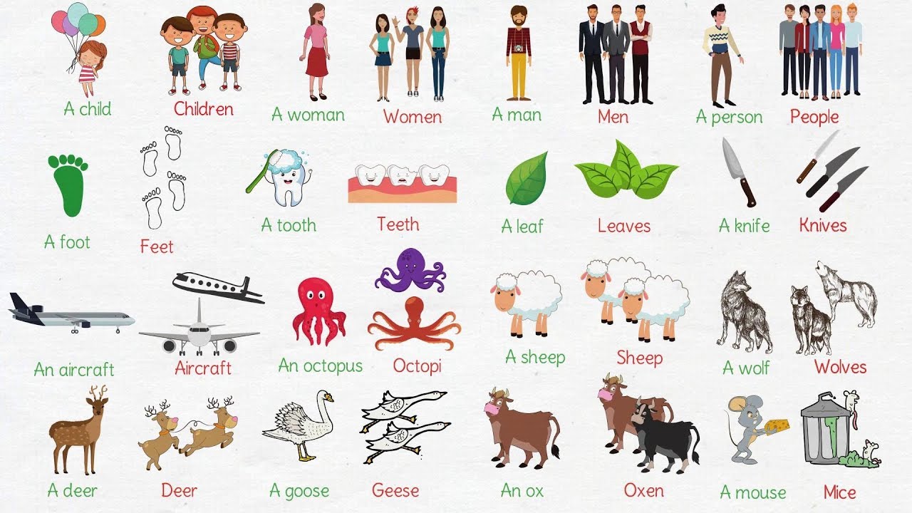 Irregular Plural Nouns in English | Singular and Plural Nouns