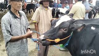 Download lagu Update harga dere fh pasar sapi jelok boyolali mp3 Download lagu Update harga dere fh pasar sapi jelok boyolali mp3