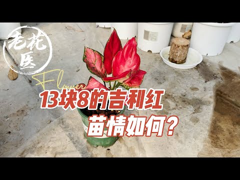 紅如意植物