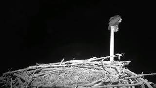 Osprey Nest Suffers Great Horned Owl Attacks