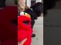 Tickle Me Elmo Athena Dog