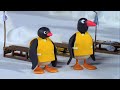 Pingu S06e01 Pingus Sledge Academy Dvdrip Xvid