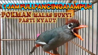 Download lagu POKSAY MANDARIN GACOR banyak VARIASI suara AMPUH UNTUK PANCINGAN POKSAY MANDARIN malas bunyi mp3