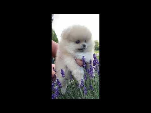 beautiful animals in the world / nature video for dogs #cuteanimals #akshit #entertainment #fun