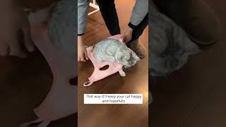 Turn My Cat Into Dumbbells! 😹🏋️‍♀️