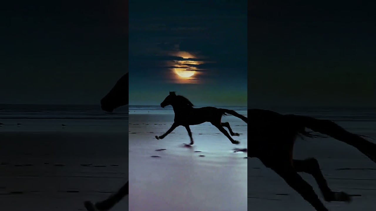 Black Stallion Running in full Motion