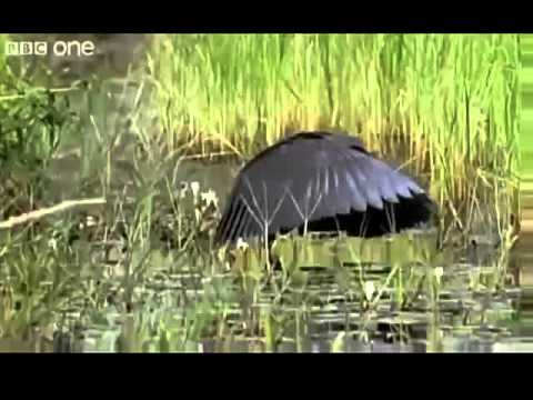 Najśmieszniejsze zwierzęta świata.