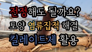 12월 전정해도 될까요? 염류집적 해결방법 #킬레이트제 활용