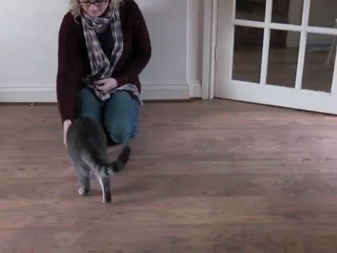 Training a cat to come when called
