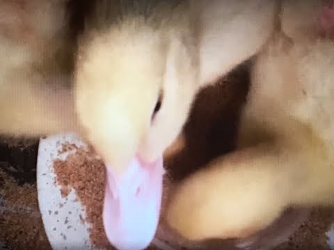 Muscovy ducks like shrimps - 16 days old ducklings