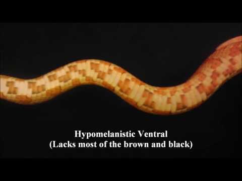 YouTube Video gcAWZ_cFHmY