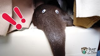 カワウソのビンゴ 謎の生物が現れた！(Otter Bingo-the mysterious creature in the closet)