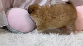 ハーフ犬の動画01