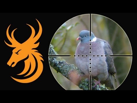Lov holubů a noční lov zajíců
