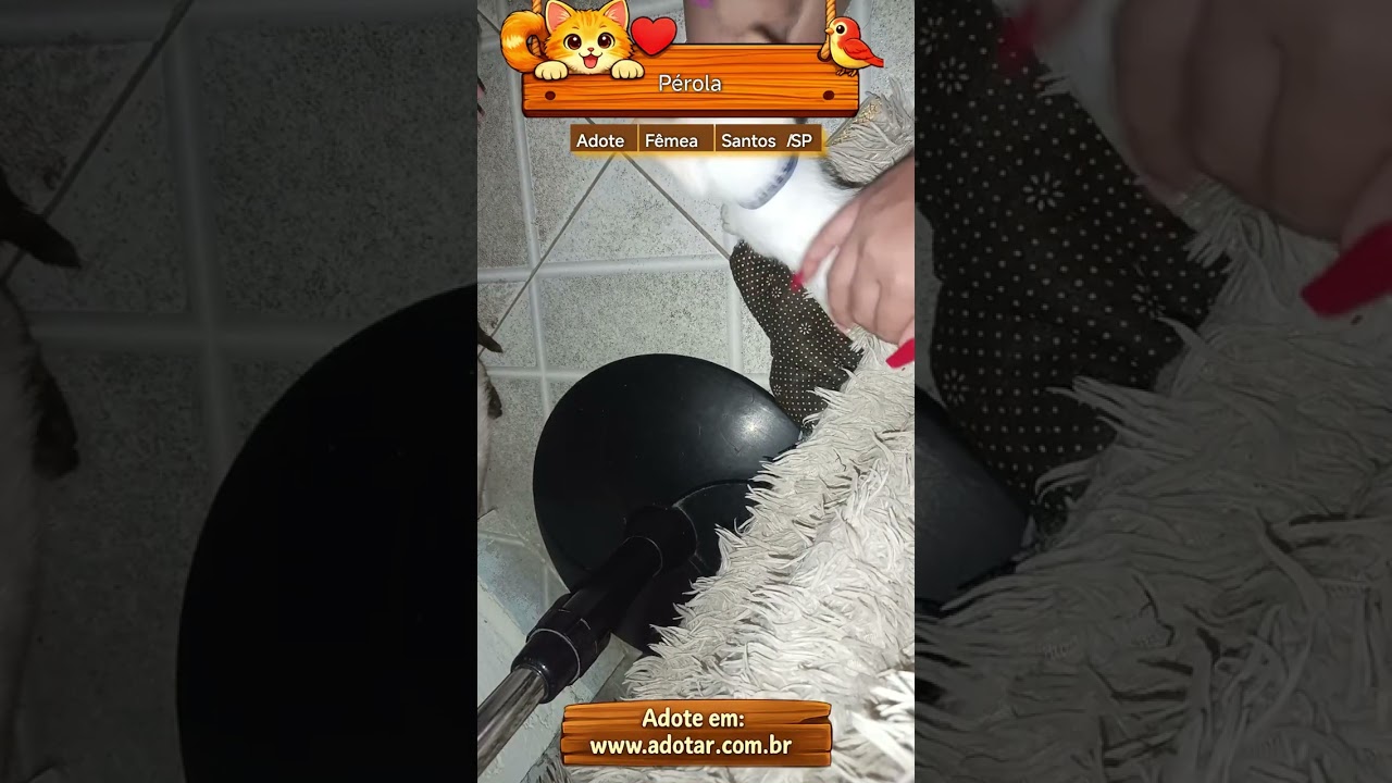 Gato raça Siamês idade 2 a 6 meses nome Pérola 