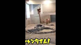 上野動物園にジャイアントパンダの赤ちゃんが登場！！#Shorts
