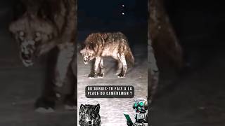 Le Roi Loup 🐺 ! Un énorme loup traverse une route enneigée. #shorts #animal #fun #insolite