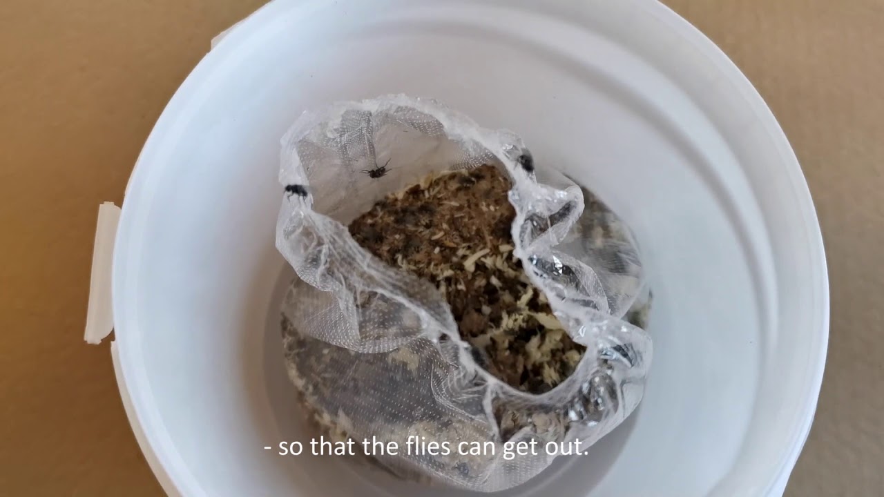 Rovfluen Video Thumbnail