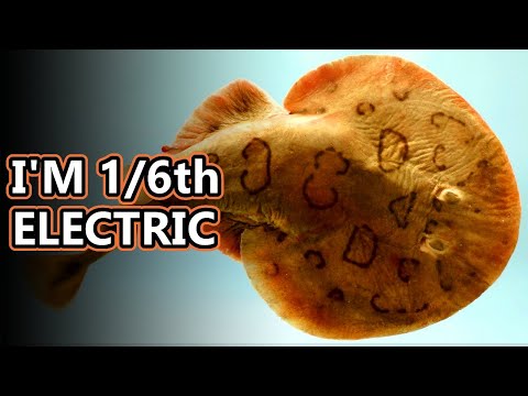 Electric Ray facts: also known as torpedo rays and coffin rays | Animal Fact Files